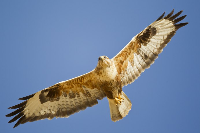 Камчатский тетеревятник Accipiter gentilis albidus
