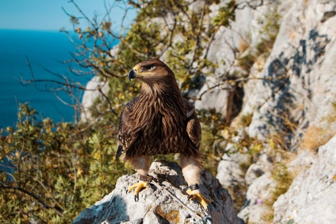 Черный гриф в Крыму