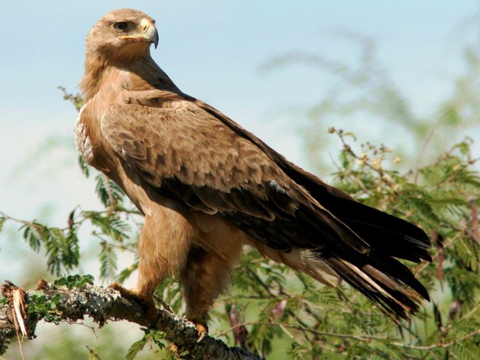 Хищные птицы Крыма