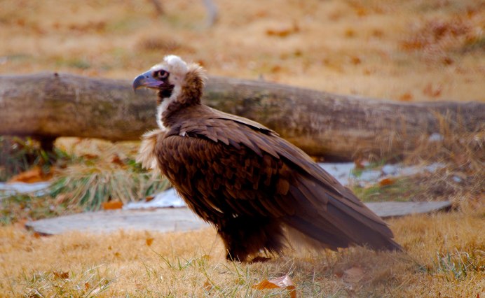 Ястреб курганник Крым