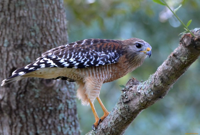 Сокол Сапсан