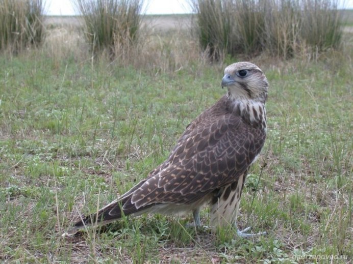 Красноплечий канюк