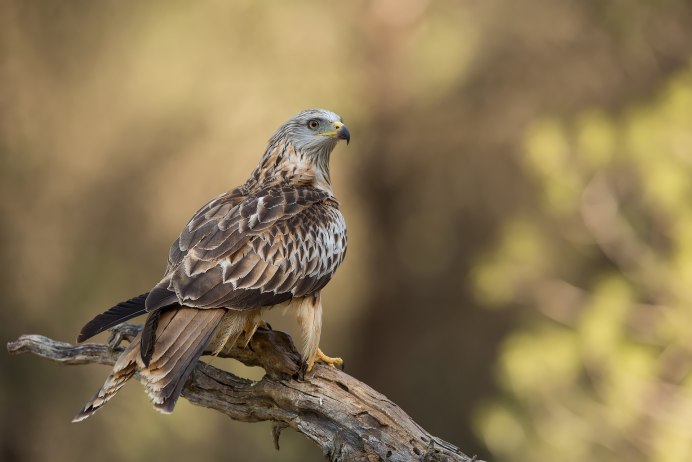 Хищные птицы черный Коршун