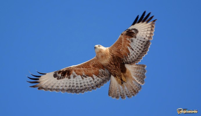 Балобан - Falco cherrug Gray, 1834