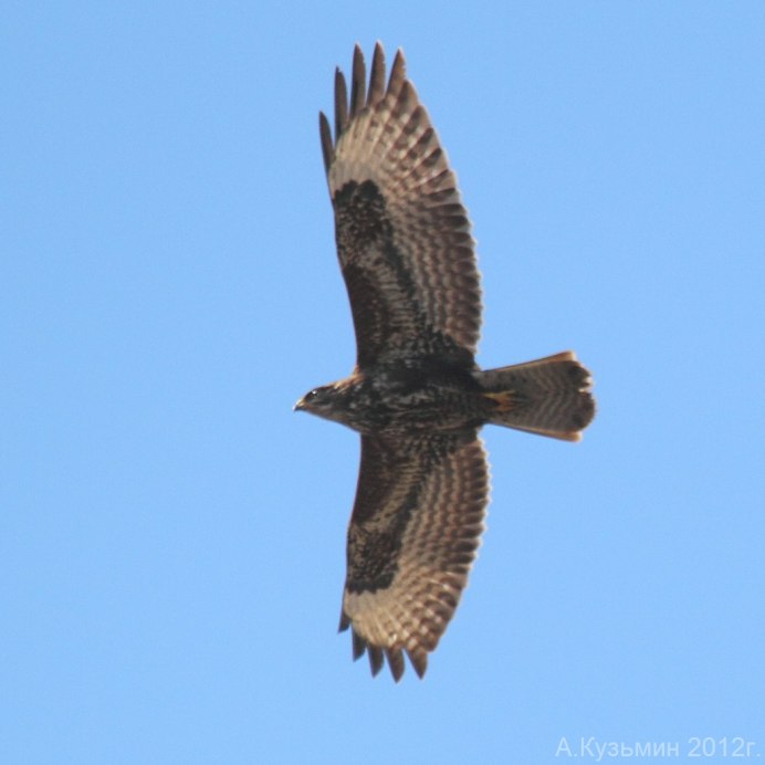 Орел могильник птица