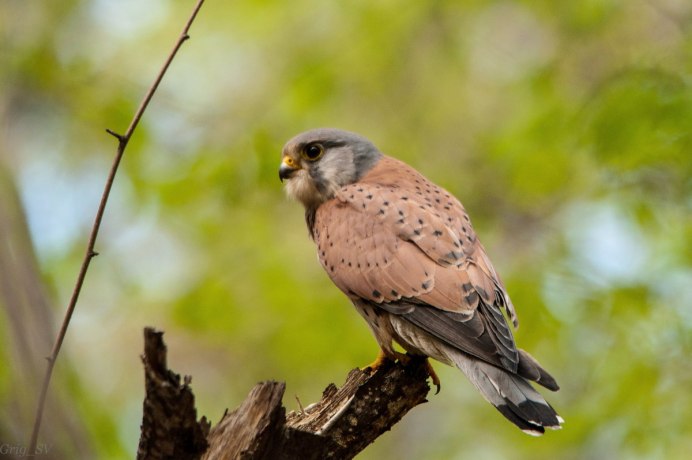 Орел ястреб Сокол Коршун Беркут