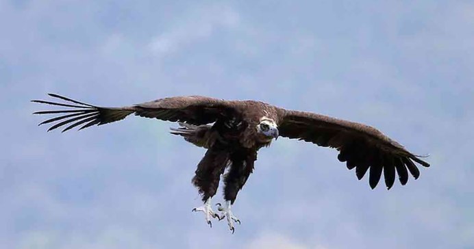 Канюк Сарыч обыкновенный