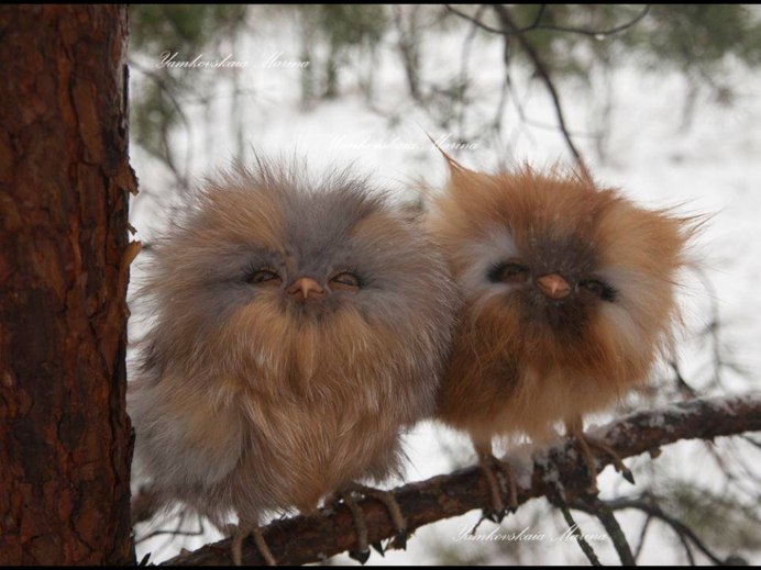 Воробьиный Сыч - Glaucidium passerinum