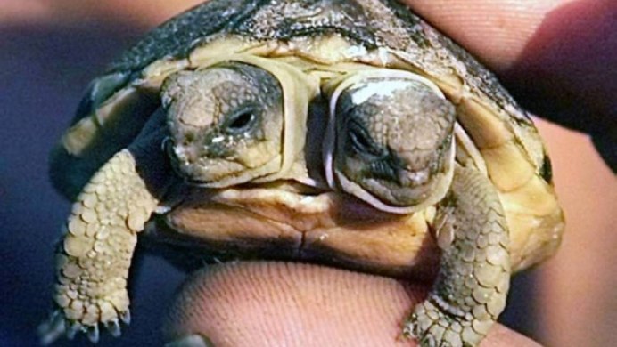 Testudo Hermanni