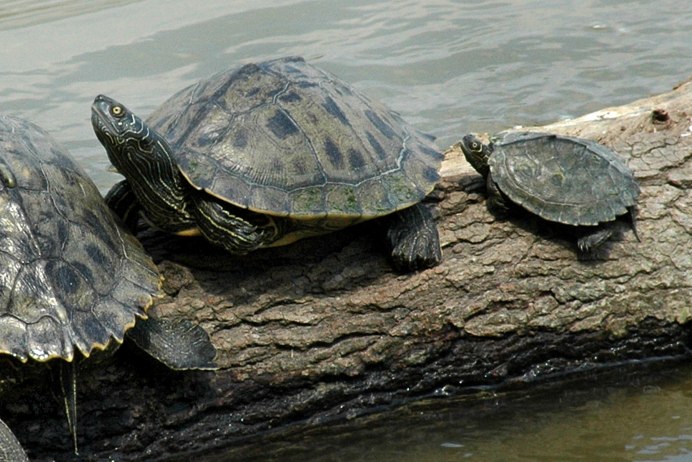 Pelochelys bibroni