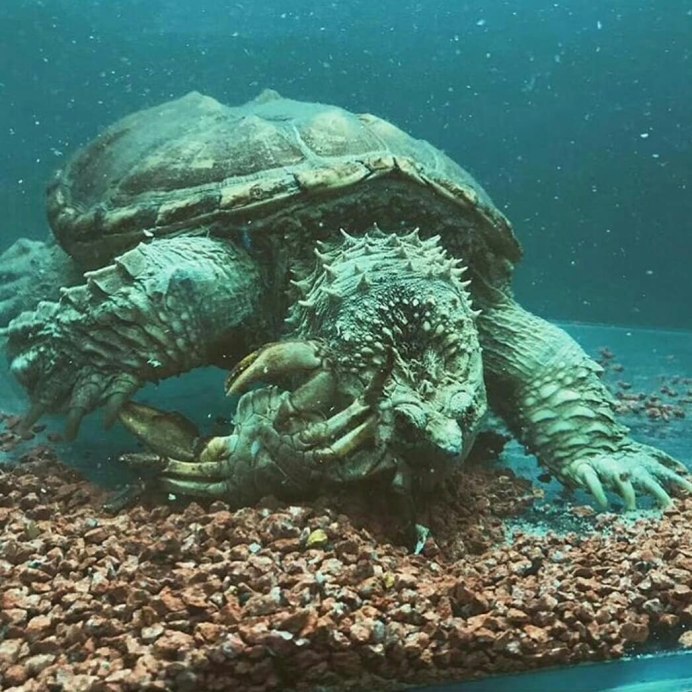 Клюв черепахи