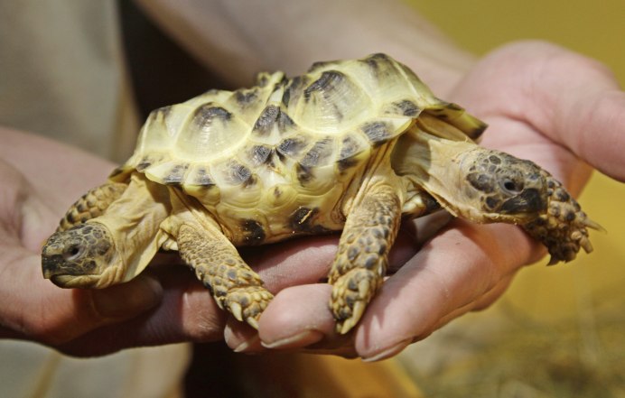 Geochelone sulcata