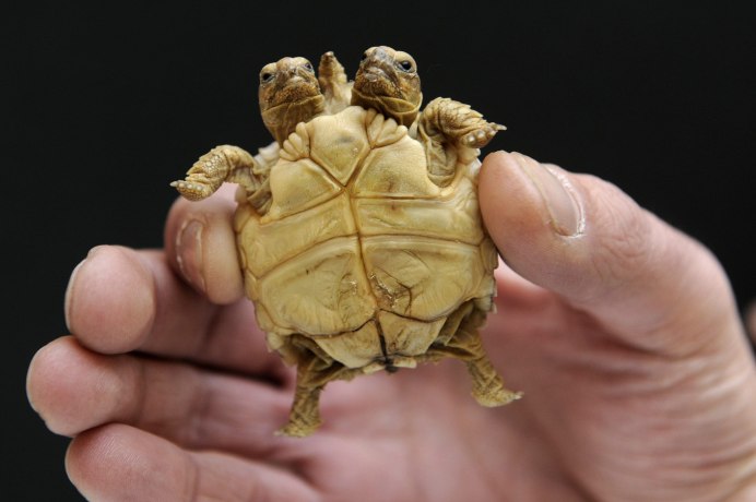 Stupendemys Geographicus