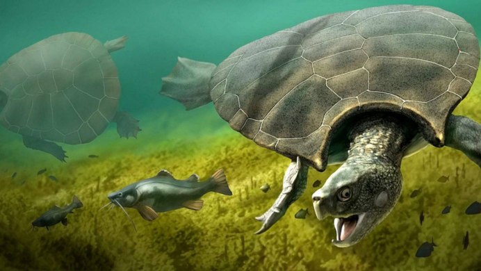 Graptemys pseudogeographica