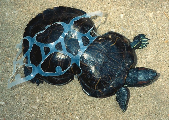 Megalochelys Atlas