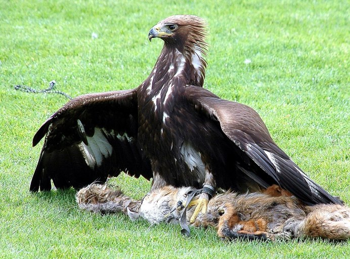 Хохлатый Змееяд