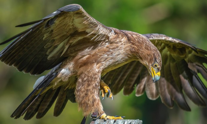 Орел Беркут