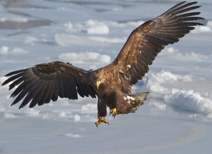 Гарпия и венценосный Орел