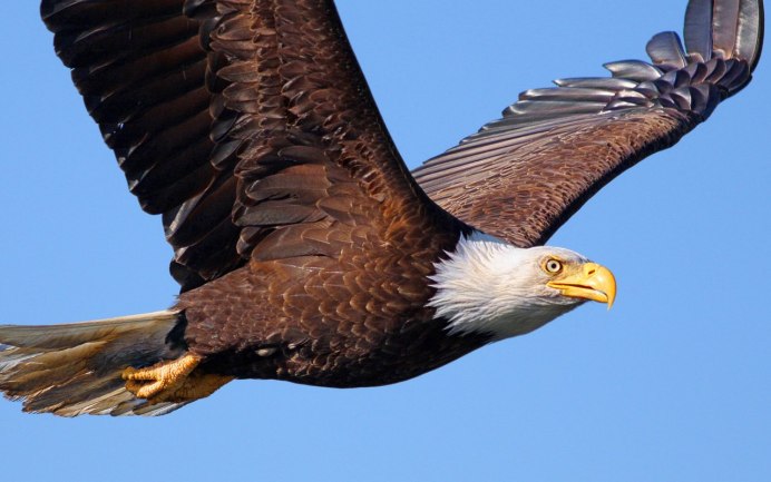 Белобрюхий Орлан