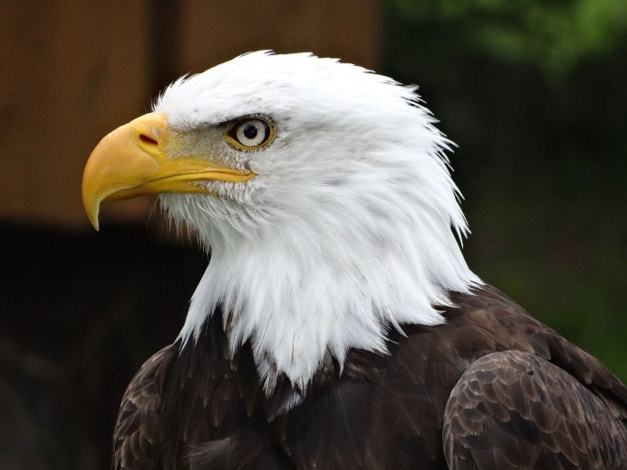 Малый подорлик птица