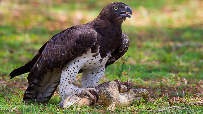 Орел Гарпия