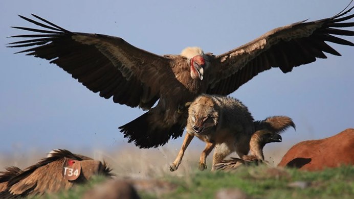 Ягнятник Бородач птица красная