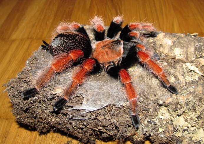 Brachypelma annitha