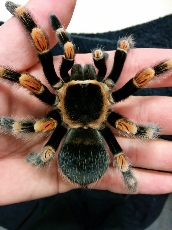 Brachypelma auratum и Brachypelma smithi