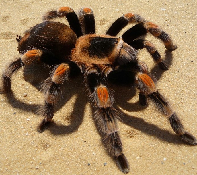 Brachypelma smithi самка