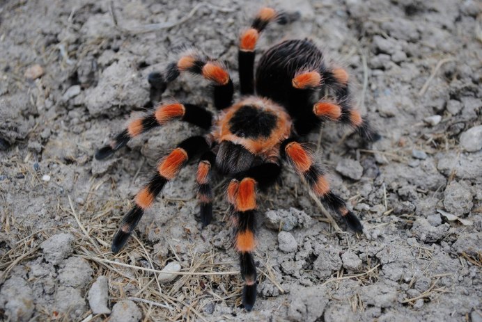 Brachypelma hamorii