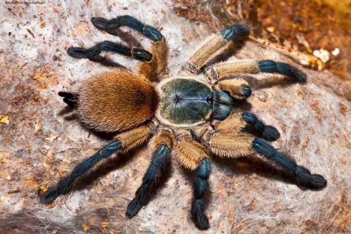 Паук Brachypelma smithi голод