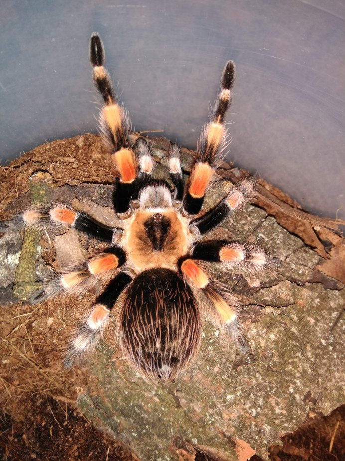 Grammostola pulchra