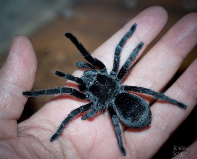 Brachypelma epicureanum