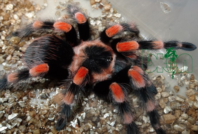 Паук Grammostola pulchra