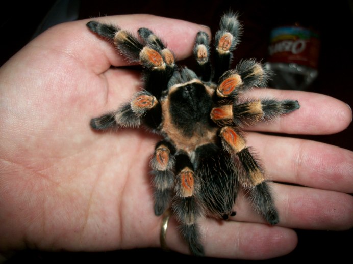 Brachypelma albopilosum маленький