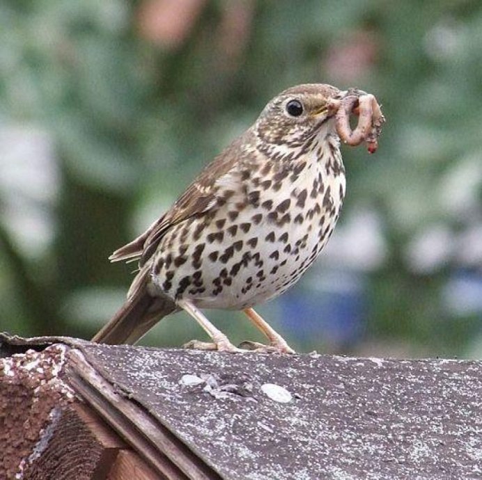 Дрозд - Thrush