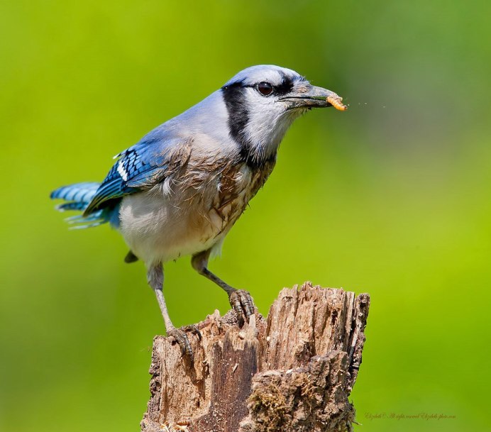 Cyanopica Cyana
