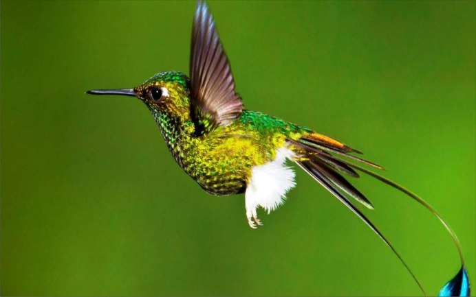 Дивный Шпательтэил