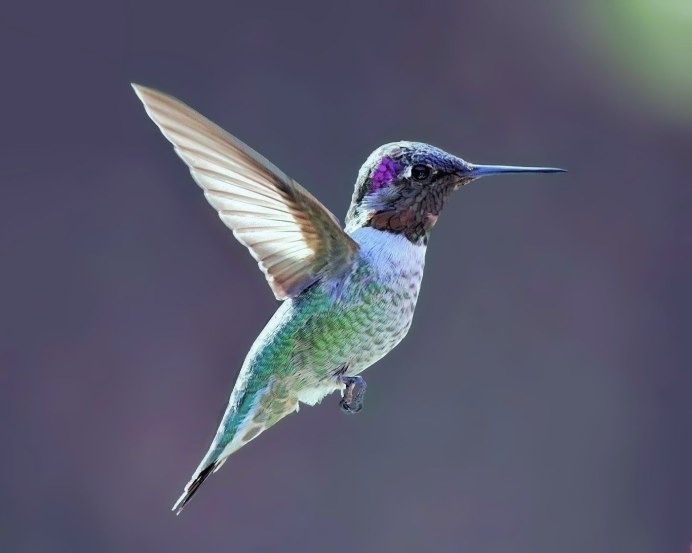 Ширококлювый Колибри