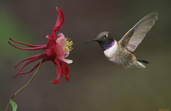Archilochus Colubris