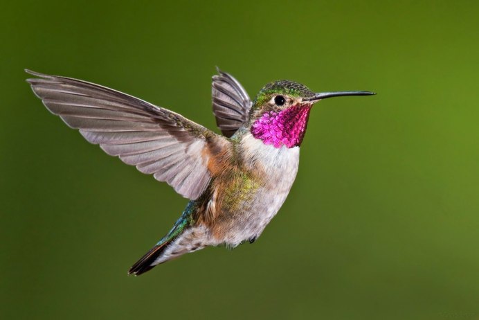 Орлиноклювый Колибри