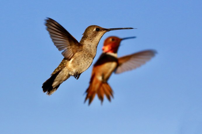 Дивный Шпательтэил