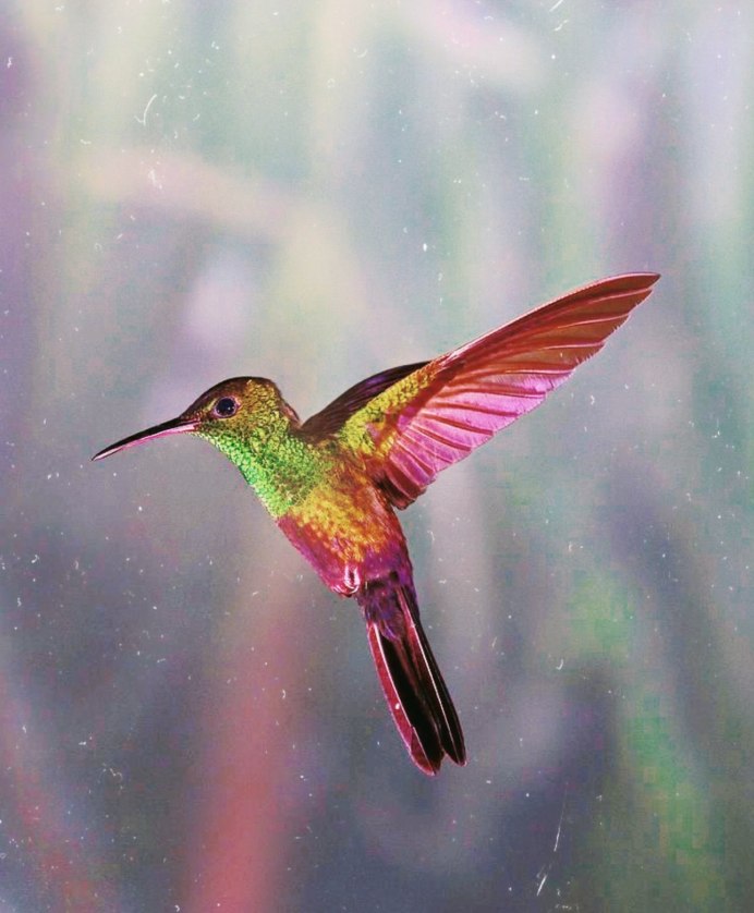 Колибри меченосец