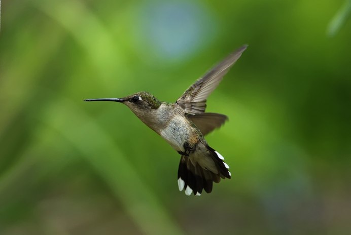 Североамериканский Колибри