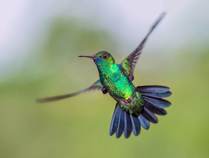 Полет Колибри