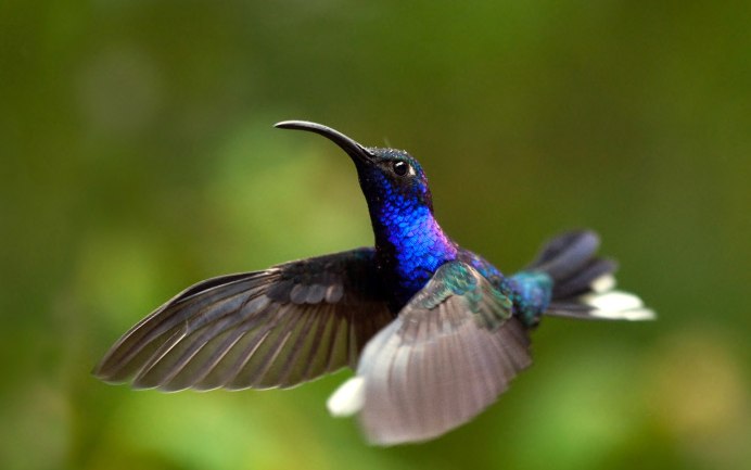 Колибри Карел Мартенс