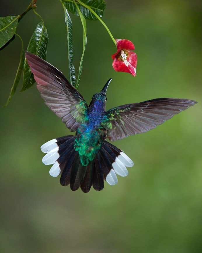 Птица Колибри Латинской Америки