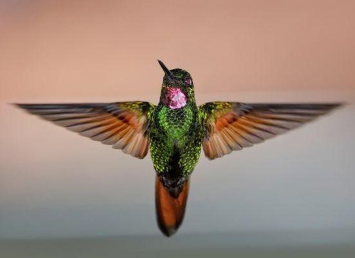 Как выглядят ноги Колибри