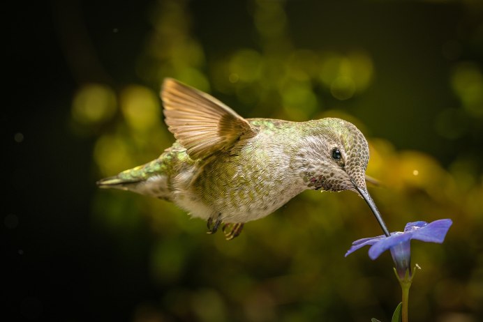 Маленькие птицы в полете