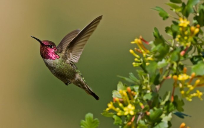 Краснохвостый Колибри